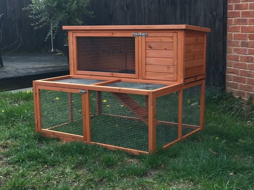 Rabbit guinea pig - rabbit, hutch